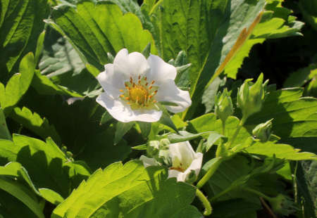 strawberry flower on a green bush with budsの写真素材