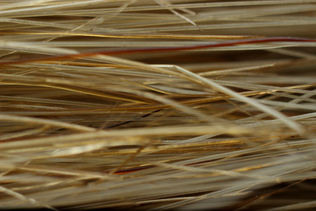 bristles of a paint brush close-up for background