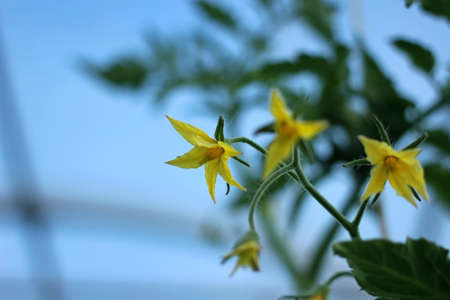 yellow flowers on green tomato bushes in a greenhouseの写真素材