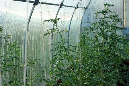 green tied tomato bushes in a greenhouseの写真素材