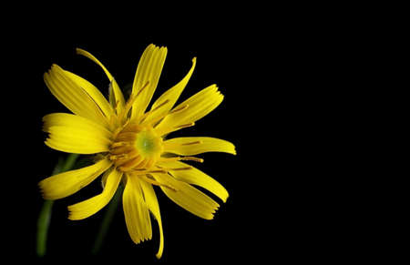 flower with yellow petals on a black backgroundの写真素材