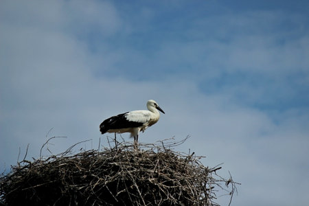 a young stork stands in a nest against the sky