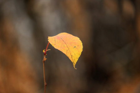 autumn yellow leaf on a branch close-upの写真素材