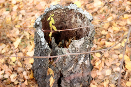 rotten holey stump in autumn among yellow leaves