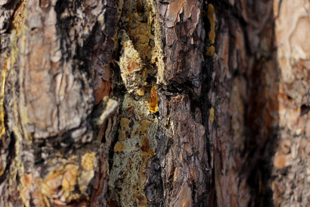 a drop of amber resin flows down a tree trunkの写真素材