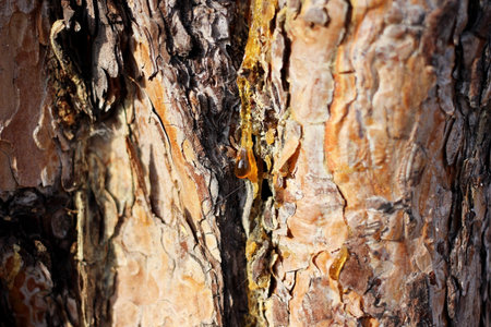 a drop of amber resin flows down a tree trunk