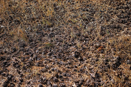 pine cones lie on dried grass with needles