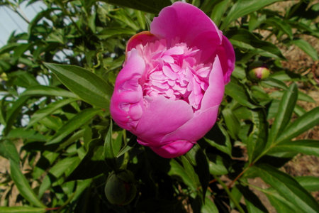 Beautiful pink peony flower in the garden on a sunny dayの写真素材