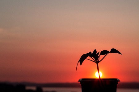 Beautiful red sunset, against which a flower grows. New life. Against the sea..の写真素材