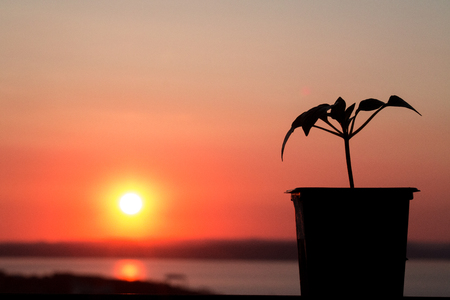 Beautiful red sunset, against which a flower grows. New life. Against the sea..の写真素材