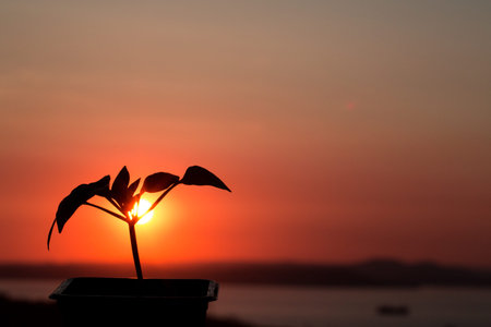 Beautiful red sunset, against which a flower grows. New life. Against the sea..