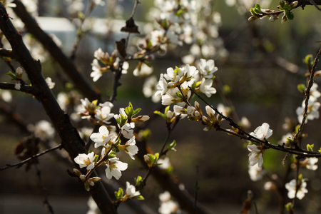 Blooming spring flower on the branches of the apricot. Flowering in the garden. Background.の写真素材