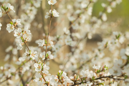 Thick white-pink flowers branch of cherry blossoms on a spring day. Great spring background.の写真素材