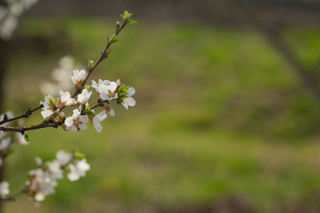 Blooming spring flower on the branches of the apricot. Flowering in the garden. Background.の写真素材