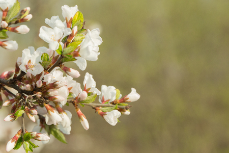 Thick white-pink flowers branch of cherry blossoms on a spring day. Great spring background.の写真素材