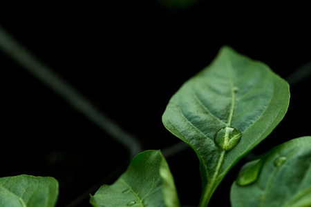 The sweet pepper plant sprouts from the ground . Drops of water on the leaf of the plant. Black background.の写真素材