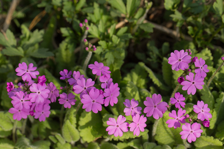 Primrose flowers with pink flowers. Blooming garden or Park under soft sunlight. Natural landscape.の写真素材