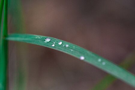 A drop of dew lies on the green grass. Background, summerの写真素材