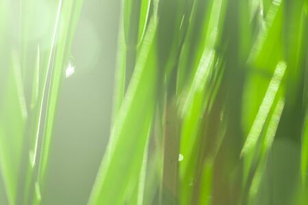 A drop of dew lies on the green grass in the sun. Background, summer.の写真素材