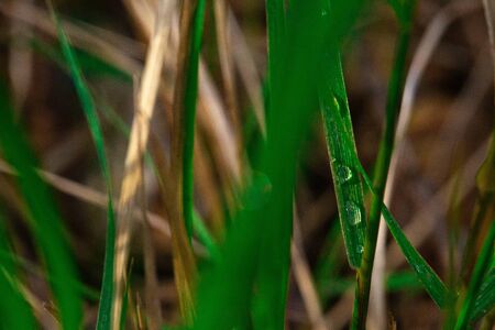 A drop of dew lies on the green grass. Background, summerの写真素材