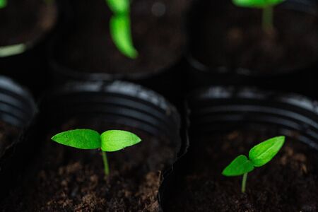 Green seedlings, sprouts growing from the soil, black soil, young, macroの写真素材