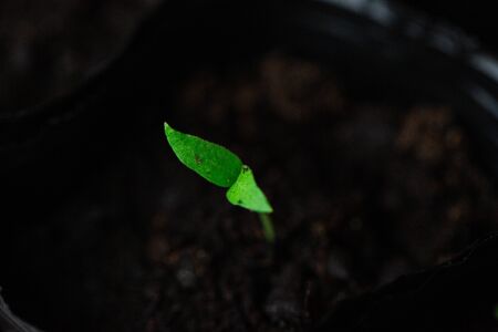 Green seedlings, sprouts growing from the soil, black soil, young, macroの写真素材