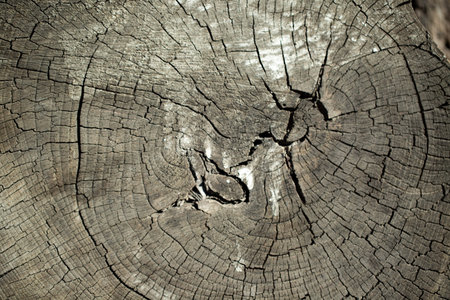 Saw cut of an old tree burnt out in the sun. Background, wood texture.