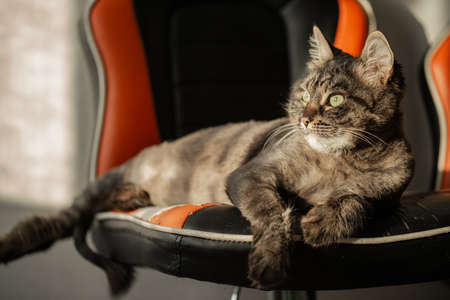 A beautiful tabby cat lies in the rays of the sun, on a bar stool.の写真素材