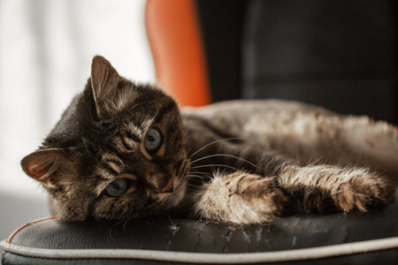 A beautiful tabby cat lies in the rays of the sun, on a bar stool.