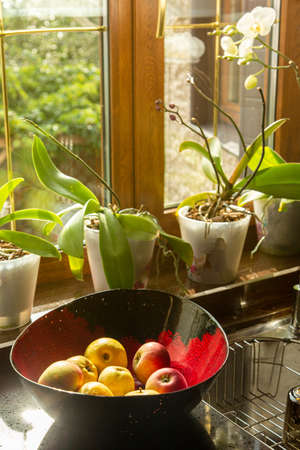 Ripe apples lie in a ceramic, glass red-and-black plate in the kitchen near the window with the Orchids.の写真素材