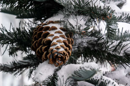 A pine cedar cone hangs from a green Christmas tree all covered with snow. Close-up of the cone.の写真素材
