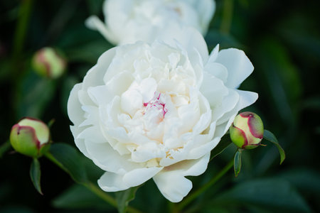 White peony very close-up against green leavesの写真素材