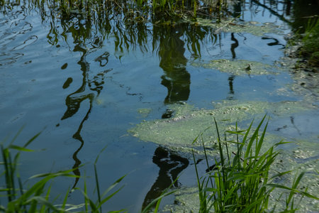 A pond in the park that is heavily weeded. Swamp with stagnant water.
