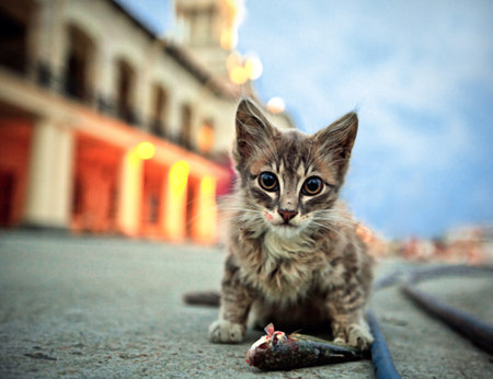 The kitten sits and eats the caught fish in sea port