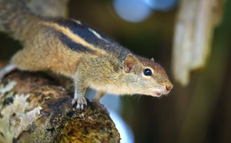Indian palm squirrel (Funambulus palmarum) - rodent of the family Sciuridaeの写真素材