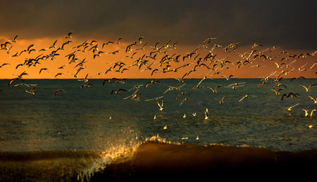 Lots of seagulls hovering over the stormy sea at sunset
