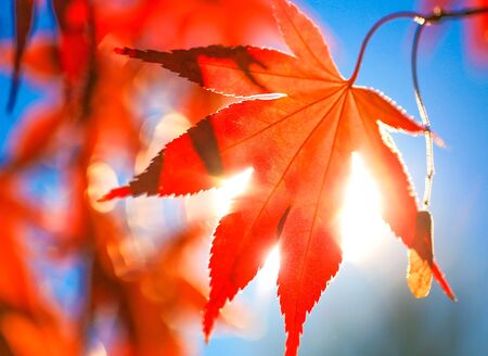 Tree leaves in the sunshineの写真素材