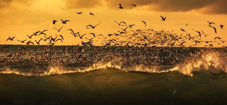 wildlife of birds, Lots of seagulls hovering over the stormy sea at sunsetの写真素材
