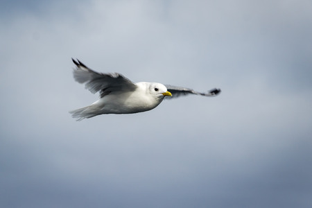 The seagull flies over waters of Kara seaの写真素材