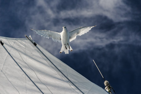 The seagull soars over a white sail against the deep blue sky