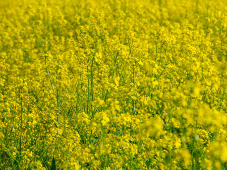 Beautiful summer field with blooming yellow flowers, yellow backgroundの写真素材