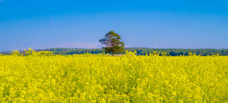 Beautiful summer field with blooming yellow flowers on a background of a lonely tree.の写真素材