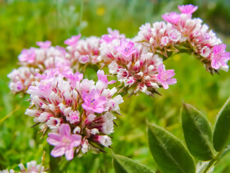 Lilac branch with flowers and buds in the summer garden,