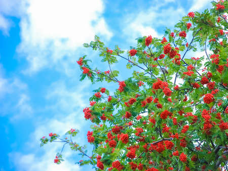 Rowan branches with red berries on a background of blue sky,の写真素材