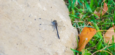 Close-up of a dragonfly landing on a stone.