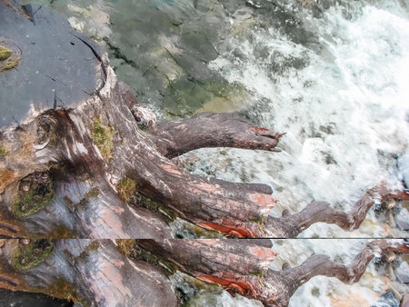 background coastal landscape, tree trunk in the water among the stones,の写真素材