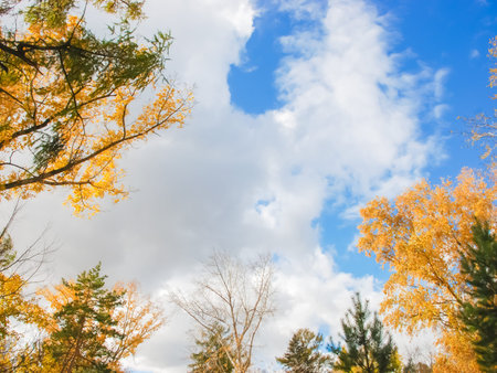 The rays of the sun breaking through the autumn trees in the garden,