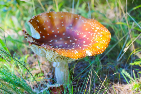 Fly Agaric Toadstool,Amanita Muscaria,poisonous mushroom,Death cap or toadstool and green background...