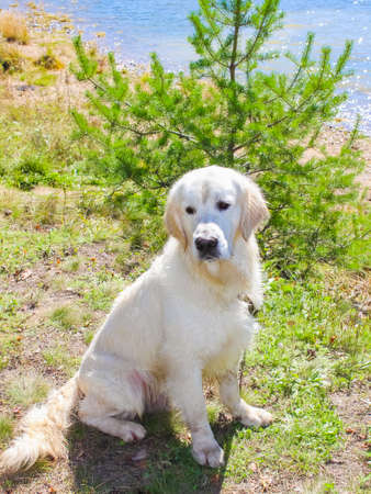 Beautiful white dog sits on the shore against the background of the christmas tree,の写真素材