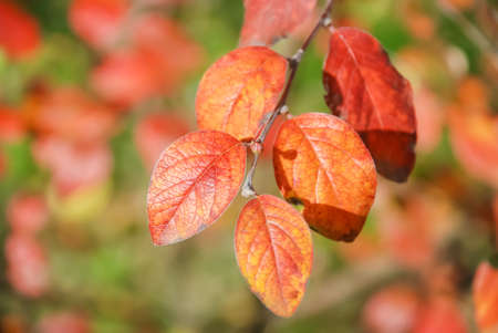 Autumn leaf close-up on a green background,の写真素材